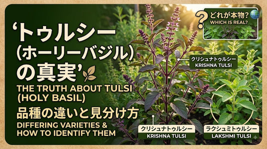 トゥルシー（ホーリーバジル）の種類と混同について