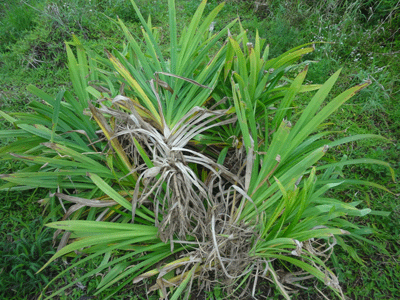 ランペの植え付け