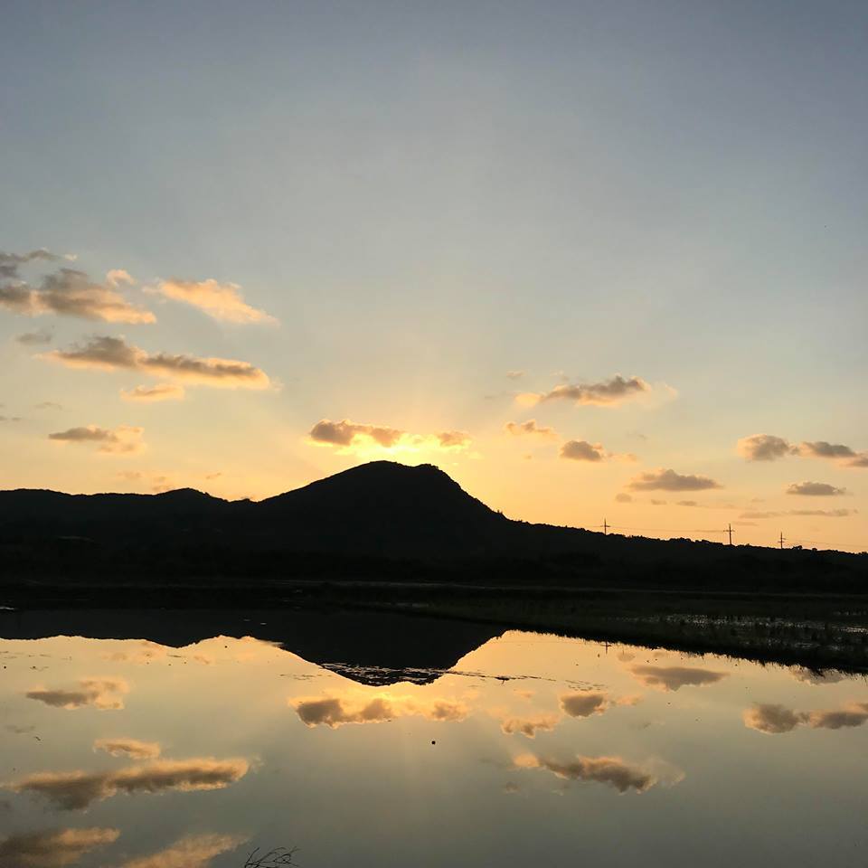 シャタヴァリの収穫