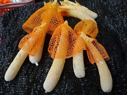 ウスキキヌガサタケ